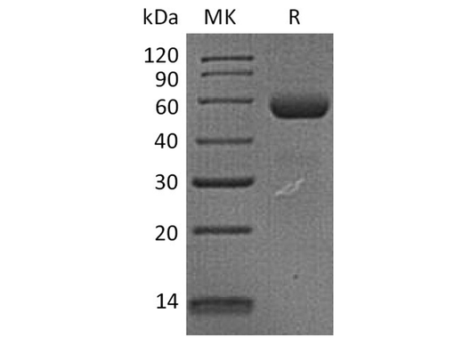 > 85 % as determined by reducing SDS-PAGE.