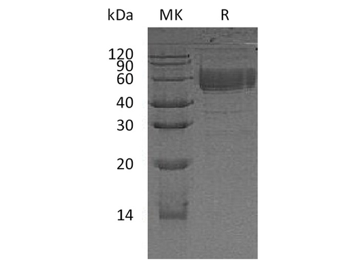 > 90 % as determined by reducing SDS-PAGE.