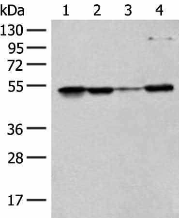 Western blot analysis of 293T Hela and HEPG2 cell lysates using RRP1 Polyclonal Antibody at dilution of 1:400