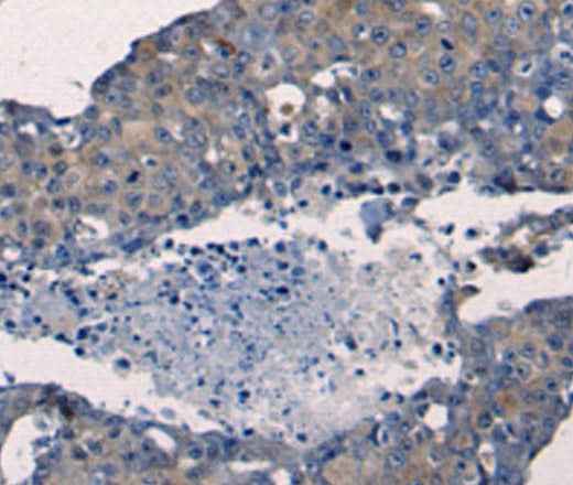Anti-Human/Mouse/Rat FGF2 Antibody