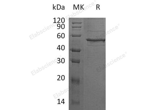 > 80 % as determined by reducing SDS-PAGE.