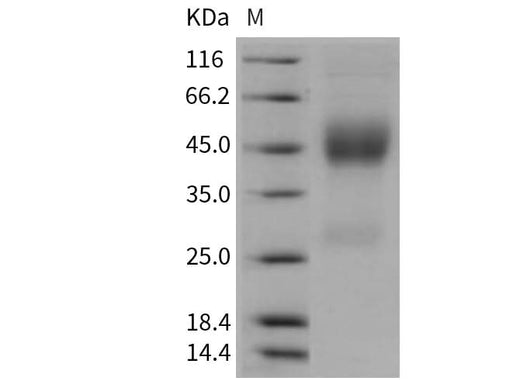 > 92 % as determined by reducing SDS-PAGE.
