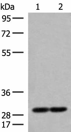 Western blot analysis of 231 and Jurkat cell lysates using MRPS18B Polyclonal Antibody at dilution of 1:250