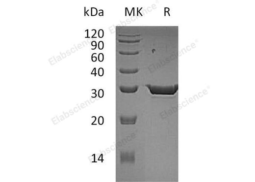 > 92 % as determined by reducing SDS-PAGE.