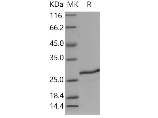 > 90 % as determined by reducing SDS-PAGE.