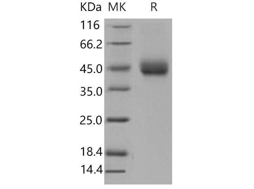 > 97 % as determined by reducing SDS-PAGE.