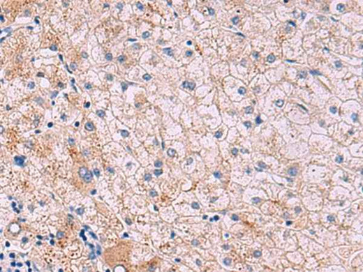Anti-Human/Mouse JAM3 Antibody