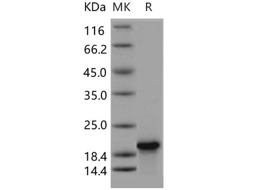 > 90 % as determined by reducing SDS-PAGE.