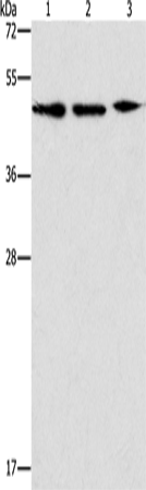 Anti-Human APOBEC3G Antibody - ABMIUM