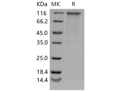 > 90 % as determined by reducing SDS-PAGE.