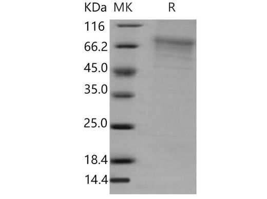 > 85 % as determined by reducing SDS-PAGE.