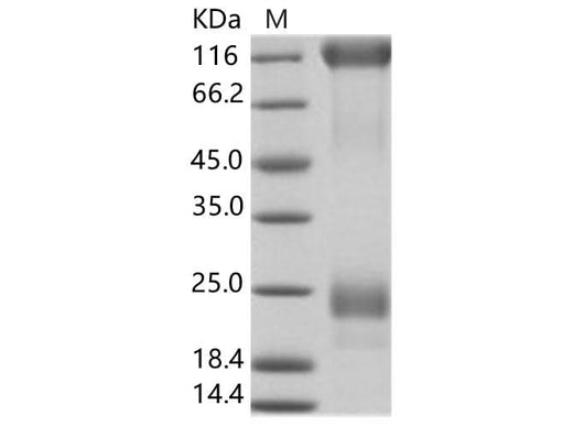 > 95 % as determined by reducing SDS-PAGE.
