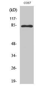 Western Blot analysis of COS-7 cells with Phospho-Stat1 (Tyr701) Polyclonal Antibody at dilution of 1:1000