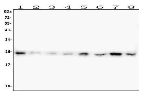 Anti-HMGB1 Antibody Picoband® (monoclonal, 5H3 Boster Bio