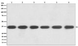 Anti-GAPDH Rabbit Monoclonal Antibody Boster Bio