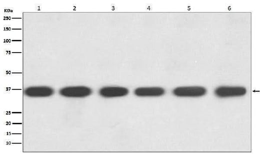 Anti-GAPDH Rabbit Monoclonal Antibody Boster Bio