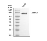 Anti-Myeloperoxidase MPO Rabbit Monoclonal Antibody Boster Bio