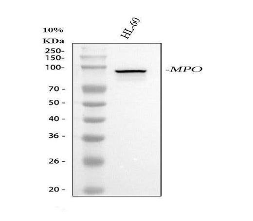 Anti-Myeloperoxidase MPO Rabbit Monoclonal Antibody Boster Bio