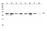 Anti-COMT Antibody Picoband® (monoclonal, 15C10 Boster Bio