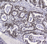 Anti-APE1 APEX1 Antibody Picoband® (monoclonal, 5C11 Boster Bio