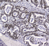 Anti-APE1 APEX1 Antibody Picoband® (monoclonal, 5C11 Boster Bio