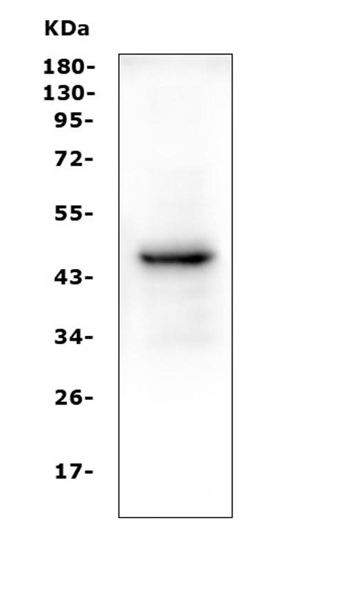 Anti-PAX5 Antibody Picoband® (monoclonal, 6I4 Boster Bio