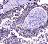 Anti-Hsp70 HSPA1A Antibody Picoband® (monoclonal, 3H5 Boster Bio