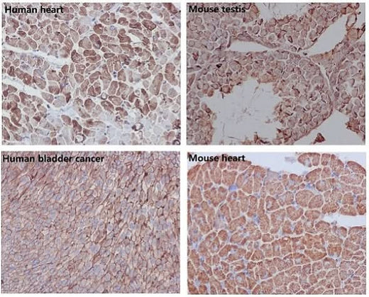 Anti-beta Actin ACTB Rabbit Monoclonal Antibody Boster Bio