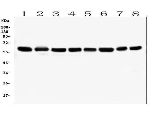 Anti-Hsp60/HSPD1 Antibody Picoband® (monoclonal, 6G2 Boster Bio