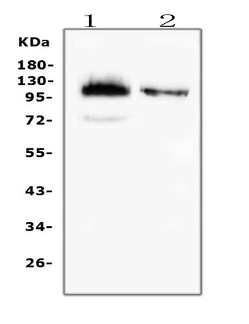 Anti-CD43/SPN Antibody Picoband® (monoclonal, 4I3 Boster Bio