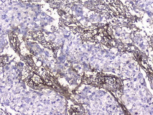 Anti-Collagen IV COL4A1 Antibody Picoband® (monoclonal, 3G3 Boster Bio
