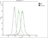 Anti-ARSA Antibody Picoband® (monoclonal, 4C10 Boster Bio