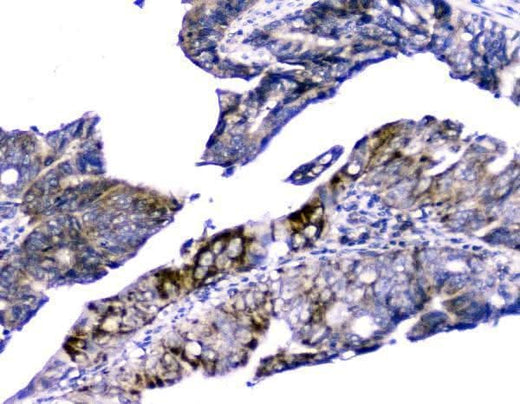 Anti-Cytochrome C CYCS Antibody Picoband® (monoclonal, 15F10 Boster Bio
