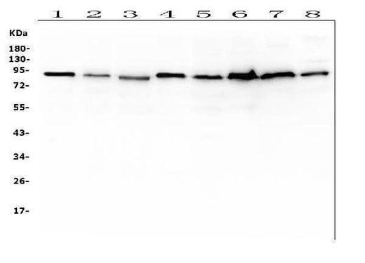 Anti-SAE2/UBA2 Antibody Picoband® (monoclonal, 5H11 Boster Bio