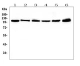 Anti-Hsp105/HSPH1 Antibody Picoband® (monoclonal, 3D10 Boster Bio