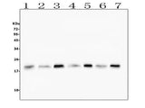 Anti-Cofilin 2/CFL2 Antibody Picoband® (monoclonal, 8C13 Boster Bio