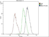 Anti-AMPK beta 2 PRKAB2 Antibody Picoband® (monoclonal, 6G1 Boster Bio
