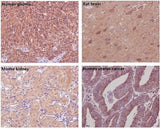 Anti-beta Tubulin TUBB Rabbit Monoclonal Antibody Boster Bio