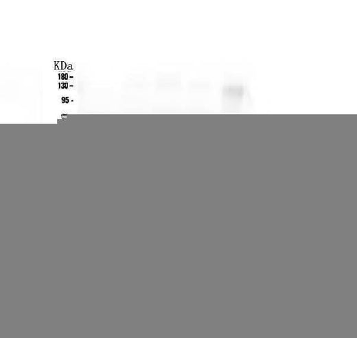 Anti-CCT3 Antibody Picoband® (monoclonal, 12H4 Boster Bio