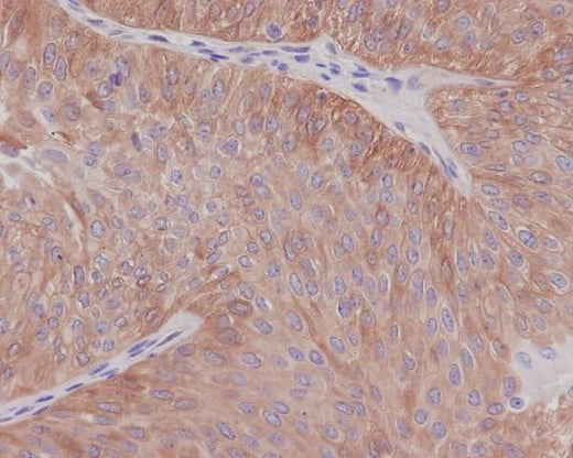 Anti-alpha Tubulin TUBA1B Rabbit Monoclonal Antibody Boster Bio