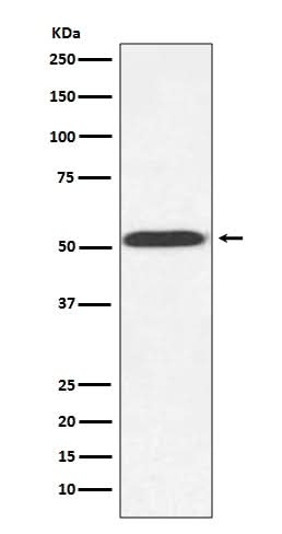 Anti-alpha Tubulin (yeast) TUB1 Rabbit Monoclonal Antibody Boster Bio
