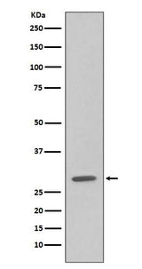 Anti-GFP Rabbit Monoclonal Antibody Boster Bio