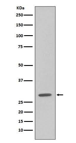 Anti-GFP Rabbit Monoclonal Antibody Boster Bio