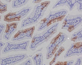 Anti-GFP Rabbit Monoclonal Antibody Boster Bio