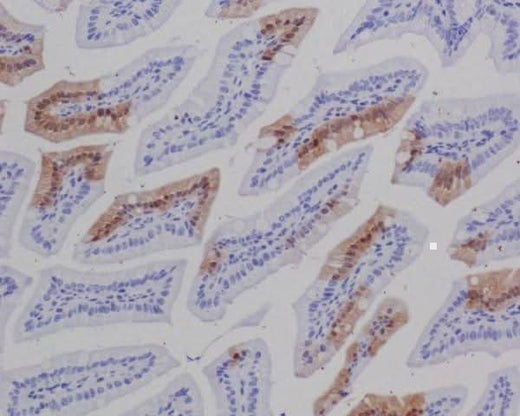 Anti-GFP Rabbit Monoclonal Antibody Boster Bio