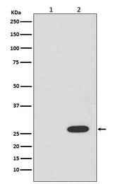 Anti-RFP rfp1 Rabbit Monoclonal Antibody Boster Bio