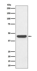 Anti-HA-Tag Rabbit Monoclonal Antibody Boster Bio