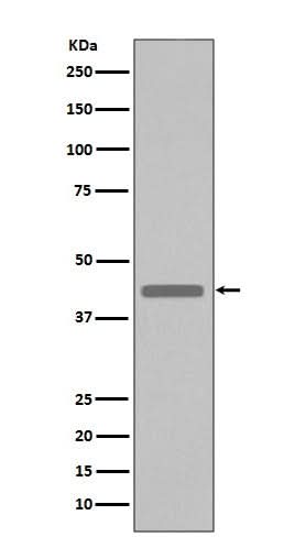 Anti-VSV-G-Tag Rabbit Monoclonal Antibody Boster Bio