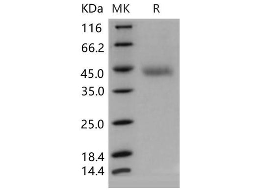 > 95 % as determined by reducing SDS-PAGE.