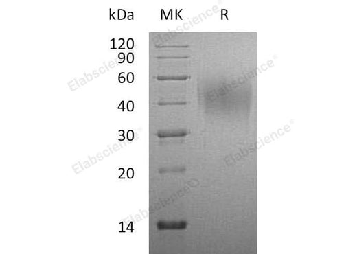 > 95 % as determined by reducing SDS-PAGE.